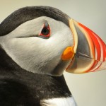 Atlantic Puffin, Machias Island - USA (7634)