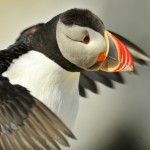 Atlantic Puffin, Machias Island - USA (7648)