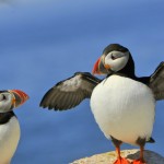 Atlantic Puffin, Machias Island - USA (7718)