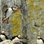 Atlantic Puffin, Machias Island - USA (7800)