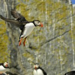 Atlantic Puffin, Machias Island - USA (7801)