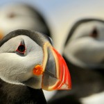 Atlantic Puffin, Machias Island - USA (8118)