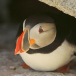 Atlantic Puffin, Machias Island - USA (8283)