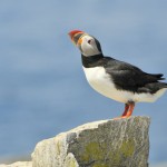 Atlantic Puffin, Machias Island - USA (8534)