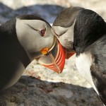 Atlantic Puffin, Machias Island - USA (9008)