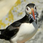 Atlantic Puffin, Machias Island - USA (9030)