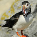 Atlantic Puffin, Machias Island - USA (9044)