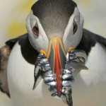 Atlantic Puffin, Machias Island - USA (9046)