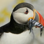 Atlantic Puffin, Machias Island - USA (9049)