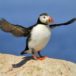 Atlantic Puffin, Machias Island - USA (9069)