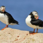 Atlantic Puffin, Machias Island - USA (9238)