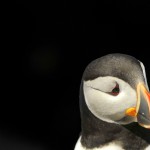 Atlantic Puffin, Machias Island - USA (9259)