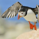 Atlantic Puffin, Machias Island - USA (9302)