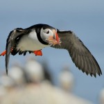 Atlantic Puffin, Machias Island - USA (9439)