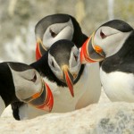 Atlantic Puffin, Machias Island - USA (9694)