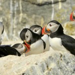 Atlantic Puffin, Machias Island - USA (9696)