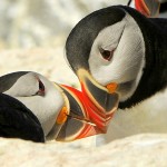 Atlantic Puffin, Machias Island - USA (9699)