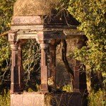 Tiger, Ranthambore National Park - India (7077)