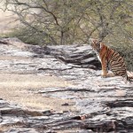 Tiger, Ranthambore National Park - India (7377)