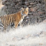 Tiger, Ranthambore National Park - India (7434)