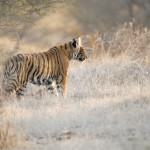 Tiger, Ranthambore National Park - India (7449)