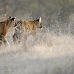 Tiger, Ranthambore National Park - India (7486)