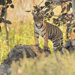 Tiger, Ranthambore National Park - India (7587)