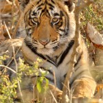 Tiger, Ranthambore National Park - India (7629)