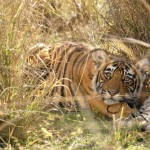 Tiger, Ranthambore National Park - India (7738)