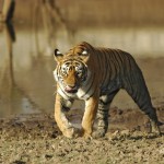 Tiger, Ranthambore National Park - India (7820)