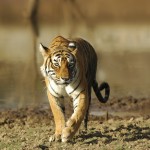 Tiger, Ranthambore National Park - India (7825)