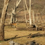 Tiger, Ranthambore National Park - India (7844)