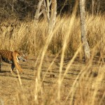 Tiger, Ranthambore National Park - India (7858)