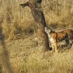 Tiger, Ranthambore National Park - India (7910)