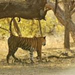 Tiger, Ranthambore National Park - India (7950)