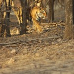 Tiger, Ranthambore National Park - India (7979)