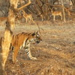 Tiger, Ranthambore National Park - India (7988)