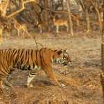 Tiger, Ranthambore National Park - India (7990)