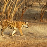 Tiger, Ranthambore National Park - India (7991)