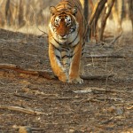 Tiger, Ranthambore National Park - India (8009)