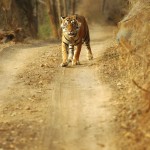 Tiger, Ranthambore National Park - India (8036)