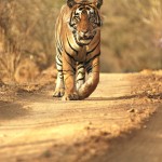 Tiger, Ranthambore National Park - India (8173)