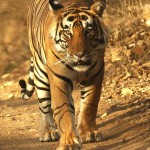 Tiger, Ranthambore National Park - India (8249)