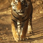 Tiger, Ranthambore National Park - India (8253)