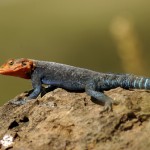 Agama Lizard