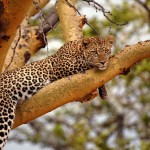 Leopard, Serengeti NP - Tanzania (431)