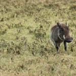 Warthog, Ngorongoro Crater - Tanzania (5020)