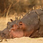 Hippo, South Luangwa National Park - Zambia (2692c)