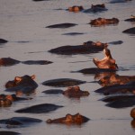 Hippo, South Luangwa National Park - Zambia (2910)
