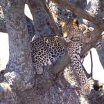 Leopard, Serengeti NP - Tanzania (27)